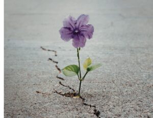 Une fleur pousse dans une craque de ciment