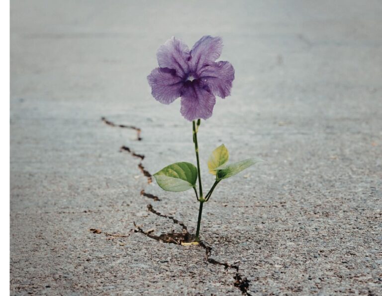 Une fleur pousse dans une craque de ciment