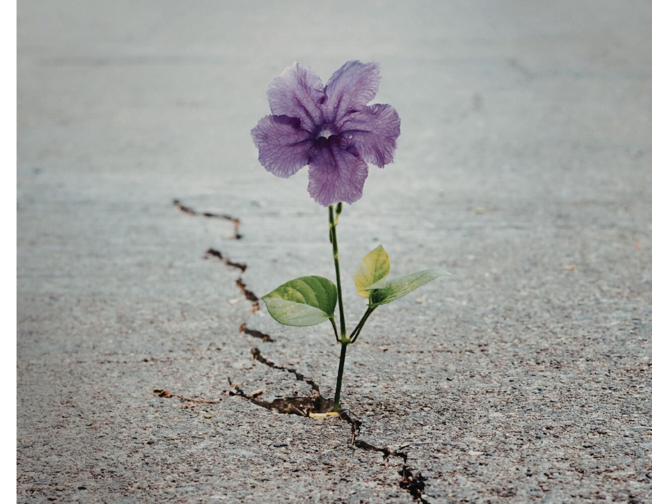 Une fleur pousse dans une craque de ciment